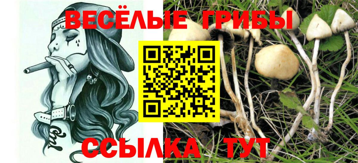 Узловая  Галлюциногенные грибы Cubensis  Вход с VPN  Псилоцибиновые грибы GOLDEN TEACHER 